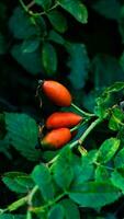 macro schot van rijp roos heupen in natuur foto