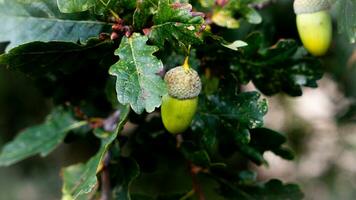 gedetailleerd macro schot van Europese eik blad en eikel- foto