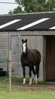 kastanje schoonheid detailopname van een verbijsterend paard foto