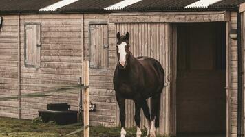 kastanje schoonheid detailopname van een verbijsterend paard foto