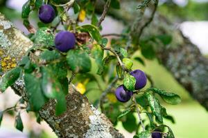 Purper blauw pruimen Aan boom Afdeling foto