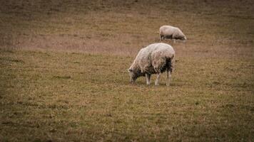 kudde van wollig schapen Aan een platteland boerderij foto