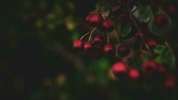 macro detailopname van rijp meidoorn bessen in herfst foto