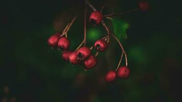 macro detailopname van rijp meidoorn bessen in herfst foto