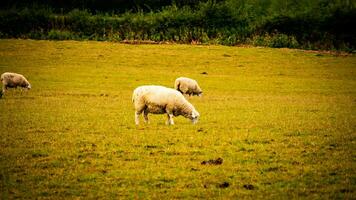 kudde van wollig schapen Aan een platteland boerderij foto