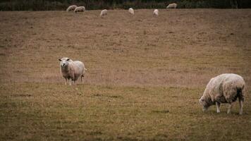 kudde van wollig schapen Aan een platteland boerderij foto