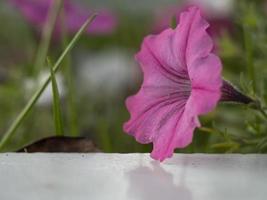 roze trompetklokbloemen van ipomoea ipomoea tricolor foto