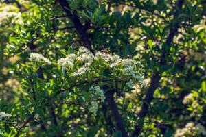 natuur voorjaar achtergrond. pyracantha coccinea wit bloemen in tuin. wit vuurdoorn bloeiende struik buitenshuis. bloeiend voorjaar struik pyracantha coccinea foto