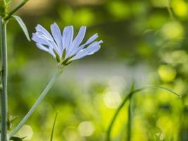 bloem in groen gras. blauwe korenbloem op een mooie achtergrond foto