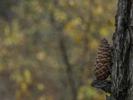 dennenappel op een boomtak in het bos foto