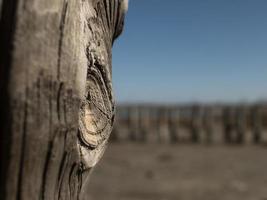 mooie natuurlijke droge boomstam. houten achtergrond foto