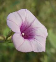 delicaat en kleurrijk bloeiend planten in natuur foto