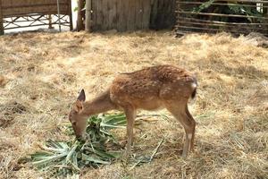 gevlekte herten die groene bladeren eten in dierentuin foto