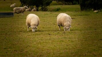 kudde van wollig schapen Aan een platteland boerderij foto