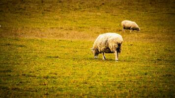 kudde van wollig schapen Aan een platteland boerderij foto