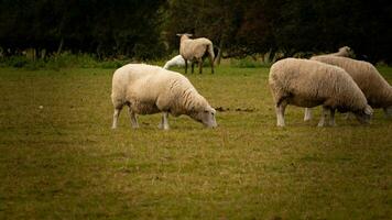 kudde van wollig schapen Aan een platteland boerderij foto