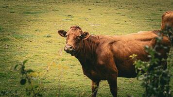 landelijk weide begrazing bruin vee in groen weiland foto