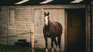 kastanje schoonheid detailopname van een verbijsterend paard foto