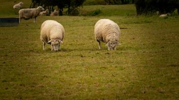 kudde van wollig schapen Aan een platteland boerderij foto