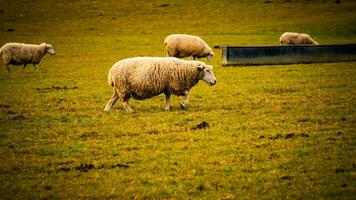 kudde van wollig schapen Aan een platteland boerderij foto