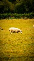 kudde van wollig schapen Aan een platteland boerderij foto