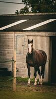 kastanje schoonheid detailopname van een verbijsterend paard foto