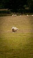 kudde van wollig schapen Aan een platteland boerderij foto