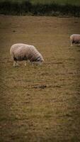 kudde van wollig schapen Aan een platteland boerderij foto