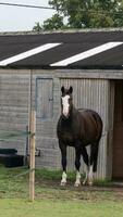 kastanje schoonheid detailopname van een verbijsterend paard foto