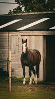 kastanje schoonheid detailopname van een verbijsterend paard foto