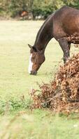 kastanje schoonheid detailopname van een verbijsterend paard foto