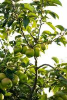 groene appels op boomtak foto