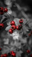 macro detailopname van rijp meidoorn bessen in herfst foto