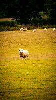 kudde van wollig schapen Aan een platteland boerderij foto