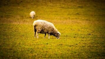 kudde van wollig schapen Aan een platteland boerderij foto