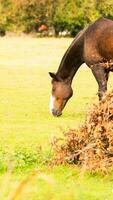 kastanje schoonheid detailopname van een verbijsterend paard foto