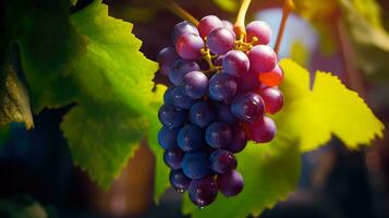 wijngaard perfectie premie druiven en sappig goedheid in een ochtend- oogst ai gegenereerd foto