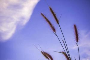 missie gras en de blauwe lucht foto