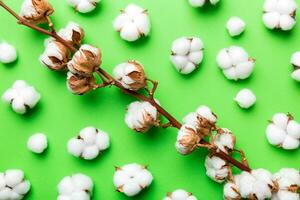 herfst bloemen vlak leggen achtergrond samenstelling. droog wit pluizig katoen bloem Afdeling top visie Aan gekleurde tafel met kopiëren ruimte foto