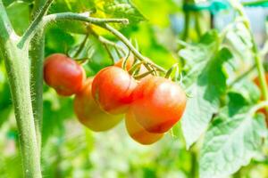 dichtbij omhoog van rood rijp tomaten groeit Aan de fabriek in de zonlicht in de tuin foto
