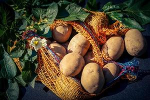 Duitse aardappelen direct na de oogst