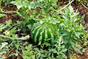 dichtbij omhoog van groot gestreept watermeloen groeit in de groente tuin foto