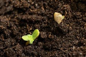 kleine groene cannabisspruit kwam uit de grond foto