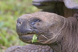 hoofdschot van een Galapagos-reuzenschildpad foto