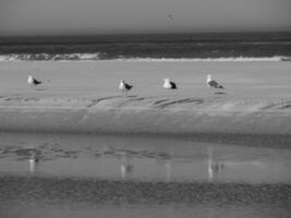 de eiland van langeoog foto