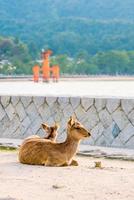 herten en rode torii in miyajima foto