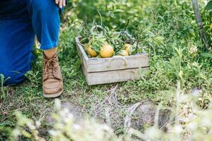 vrouw die een sinaasappelplantage oogst foto