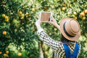 vrouw die een sinaasappelplantage oogst foto