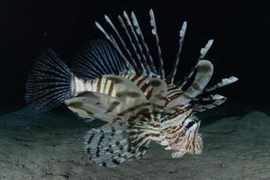 koraalduivel in de rode zee kleurrijke vissen, eilat israël foto