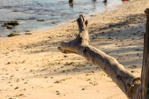 dood boomhout aan de kust foto